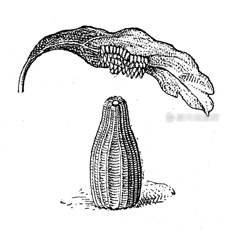 古色古香的插图:鸡蛋的类型，Pieris brassicae，卷心菜蝴蝶